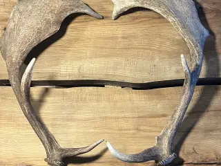 2 Dåhjorte kastestænger- 1 Kronhjort kastestang