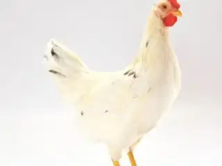 Sandy og Isa brown høns 