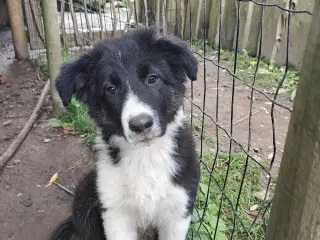 Vidunderlig Border collie hvalp