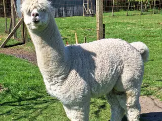 Alpaka hingst 