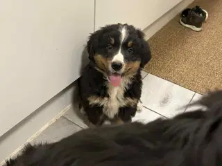 Dejlige Berner Sennen bamser 