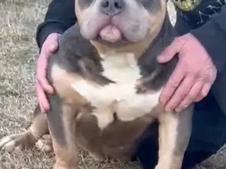 American Bully pocket Strong Dreng ABKC