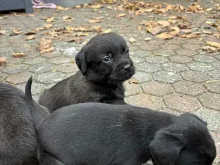 Dansk-Svensk gårdhund blanding