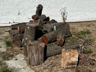 Brænde / drejetræ