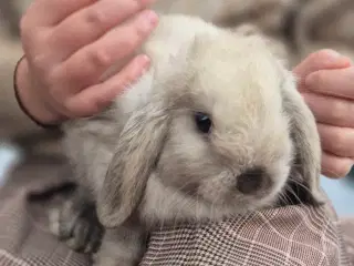 Minilop pige 