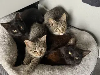 Tre dejlige killinger på fem måneder