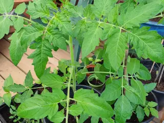 Tomatplanter til terrasse/altan og friland mm.