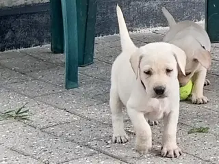 Gule labrador  hvalpe hanner