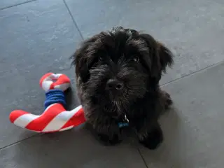 Dejligste Bichon Havanais 