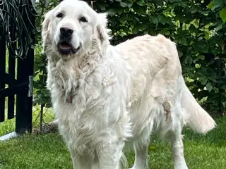 Golden Retriever hvalpe