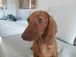 akut Anton søger nyt hjem 