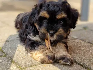 Bichon Havanais hvalpe