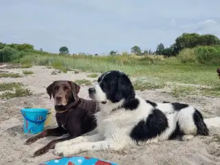 Labrador blanding/ Landseer Hvalpe 