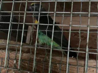 Meyers papegøje
