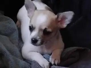 Hundehvalpe