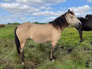 Ponyhoppe, 4 år 