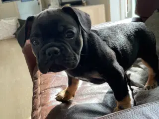 Fransk bulldog 