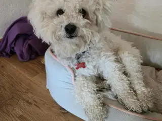 Sød og kærlig Bichon Frisé søger nyt hjem 