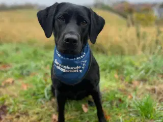 Tidligere servicehunde-aspirant søger nyt hjem