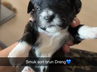 Fantastisk dejlige familiehund vi er klar til besø