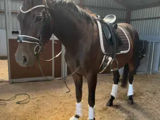 Mosgård’s Coco