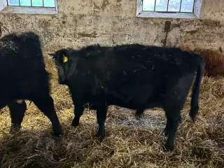 dexter krydsning med blåvid