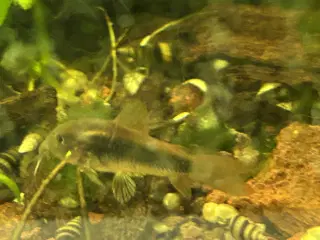 🐟 Kobber pansermaller 2-3 cm | Afhentes Viby J