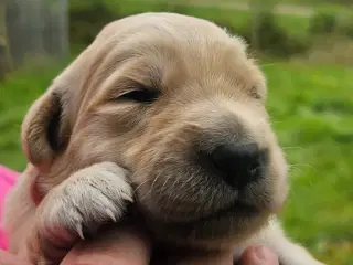 Golden retriever hvalpe 