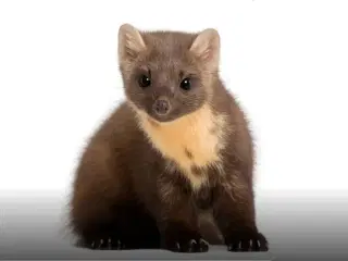 Mår, effektiv bekæmpelse af