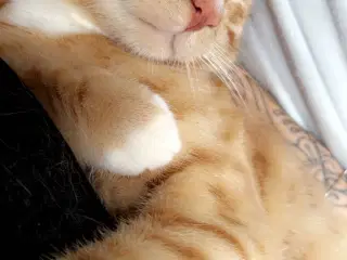 Meget kælen han kat 