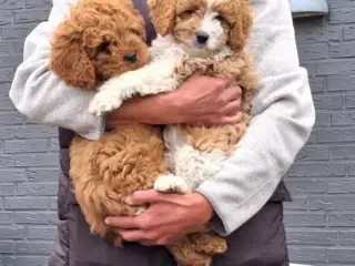 Cavapoo hvalpe