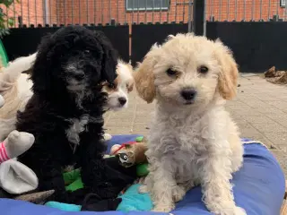 Maltipoo babyer er rejse klar nu 