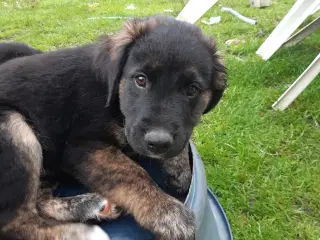 Golden Retriever Border Collie hvalpe