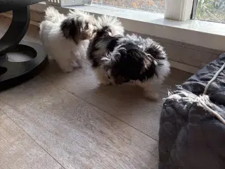 Mini /micro Morkier - allergivenlige 