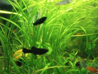 Black Molly.