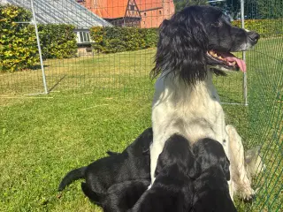 Springador hvalpe