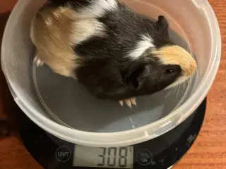 Har et par bur og marsvin 