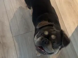 Fluffy fransk bulldog 