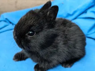 Hermelin kaninunge sælges 