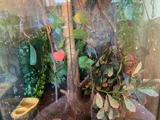 2 kronegekkoer, samt deres terrarium, med tilbehør
