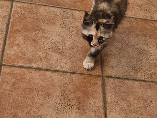 Maine coon killing
