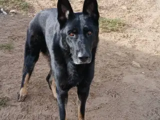 Smukkeste Dio søger familie 💙