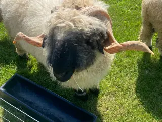 Valaise Blacknose 
