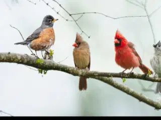 Modtages div papegøjer og div andre fugle 