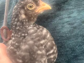 🐓🌈 Farverolle-hane søger nyt hjem! 🌈🐓