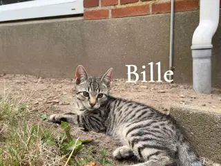 3 søde killinger søger hjem!