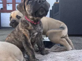 Store, smukke og robuste Boxer/Mastiff hvalpe