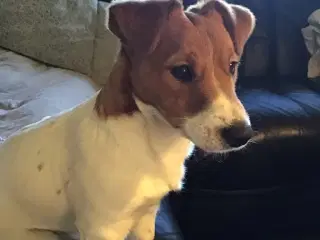 Jack Russell Han 1 år - DKK stamtavle 