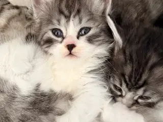 Små søde killinger søger kærlighed 