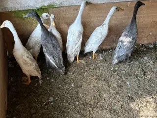 Løbeænder 